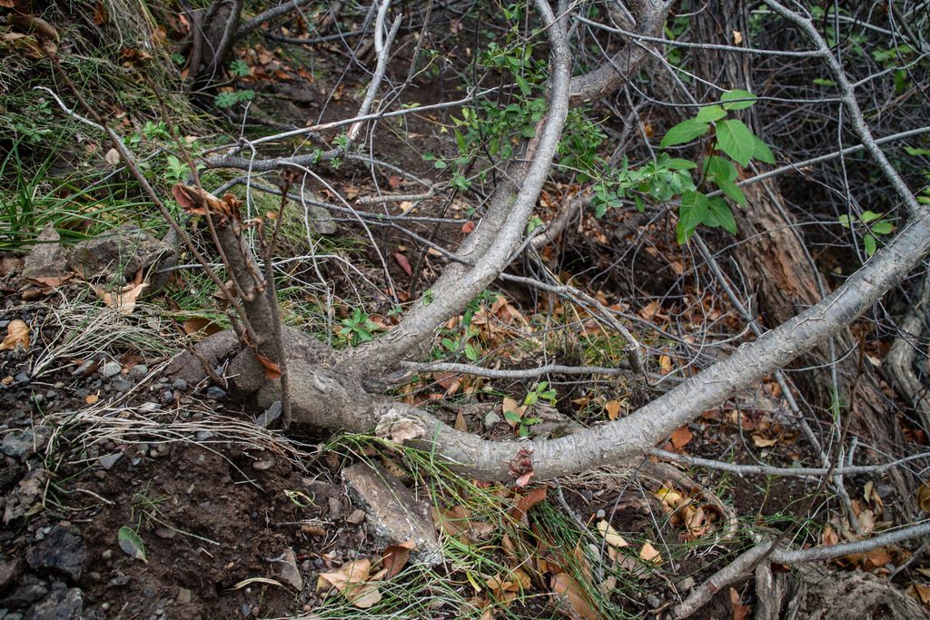 My first Yamadori trip Prunus Bonsai Nut